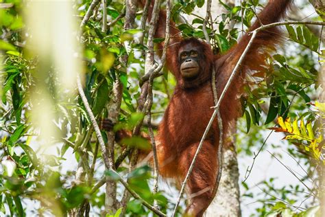 Taman Nasional Tanjung Puting: Orangutanların Yurdu ve Renkli Bir Biyoçeşitlilik Cenneti!